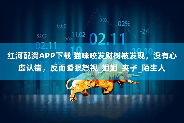 红河配资APP下载 猫咪咬发财树被发现，没有心虚认错，反而瞪眼怒视_姐姐_夹子_陌生人